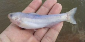 reproducao do peixe candiru acu