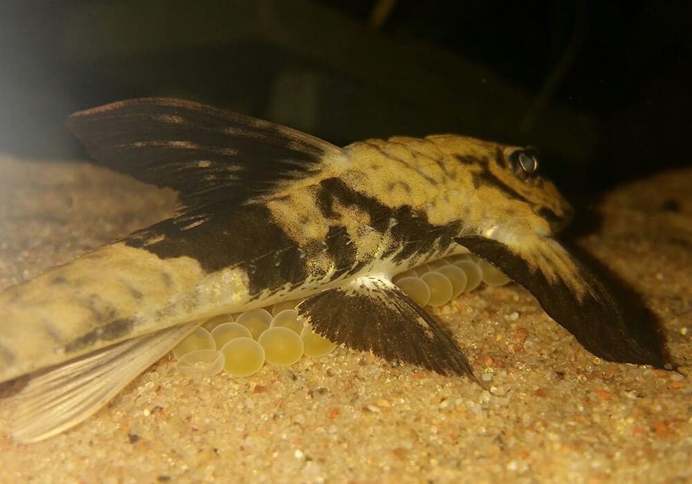 reproducao do peixe cascudo mariposa