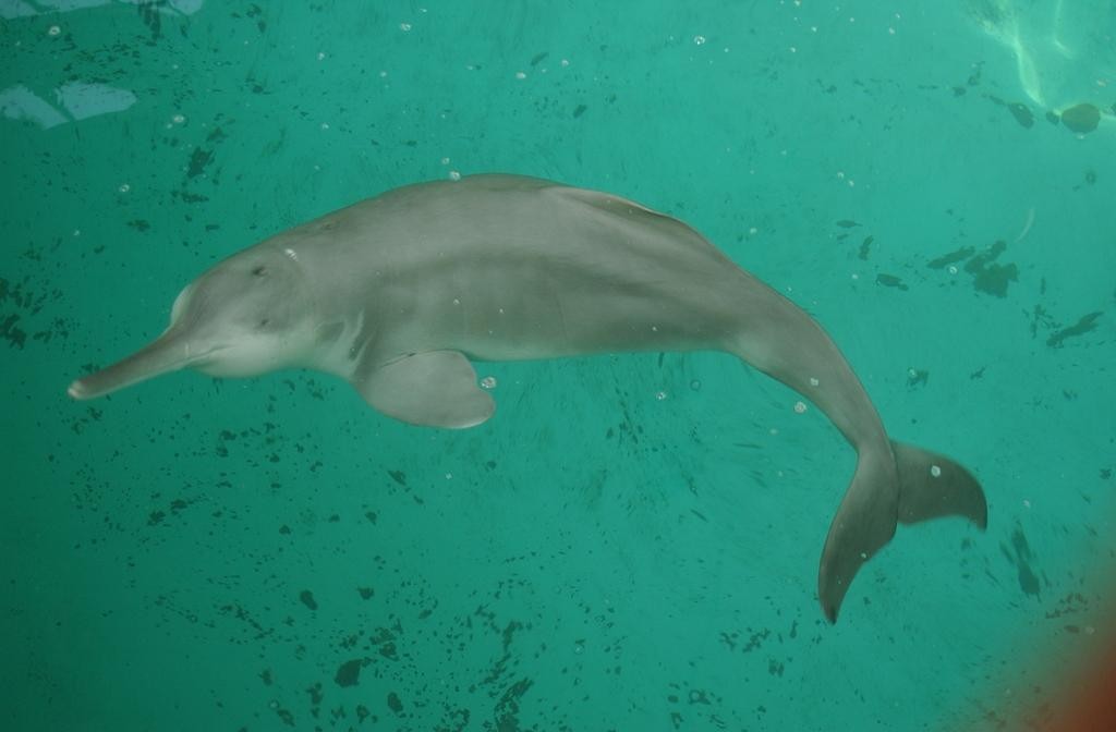 risco de extincao do golfinho-lacustre-chines