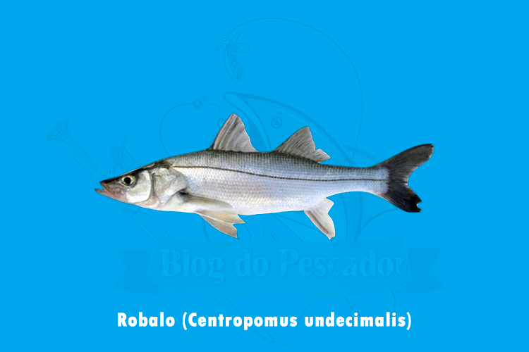 robalo (centropomus undecimalis)