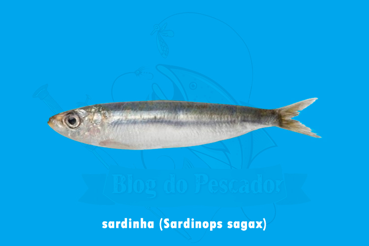 sardinha (sardinops sagax)