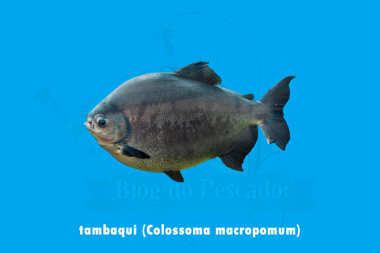 tambaqui (colossoma macropomum)