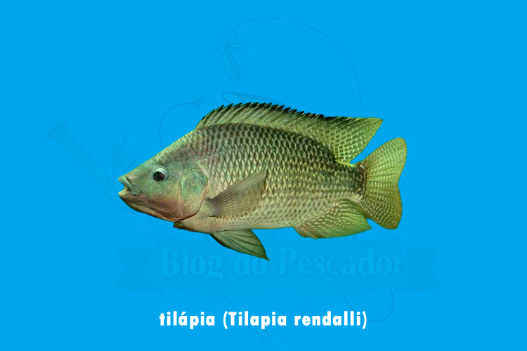 tilapia (Tilapia rendalli)