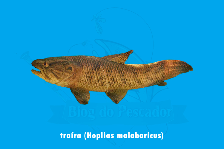 traira (Hoplias malabaricus)