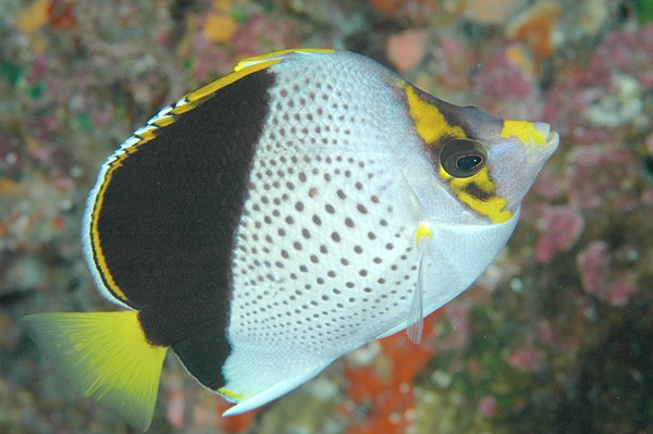 peixe-borboleta havaiano 