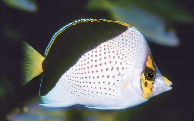 peixe-borboleta havaiano