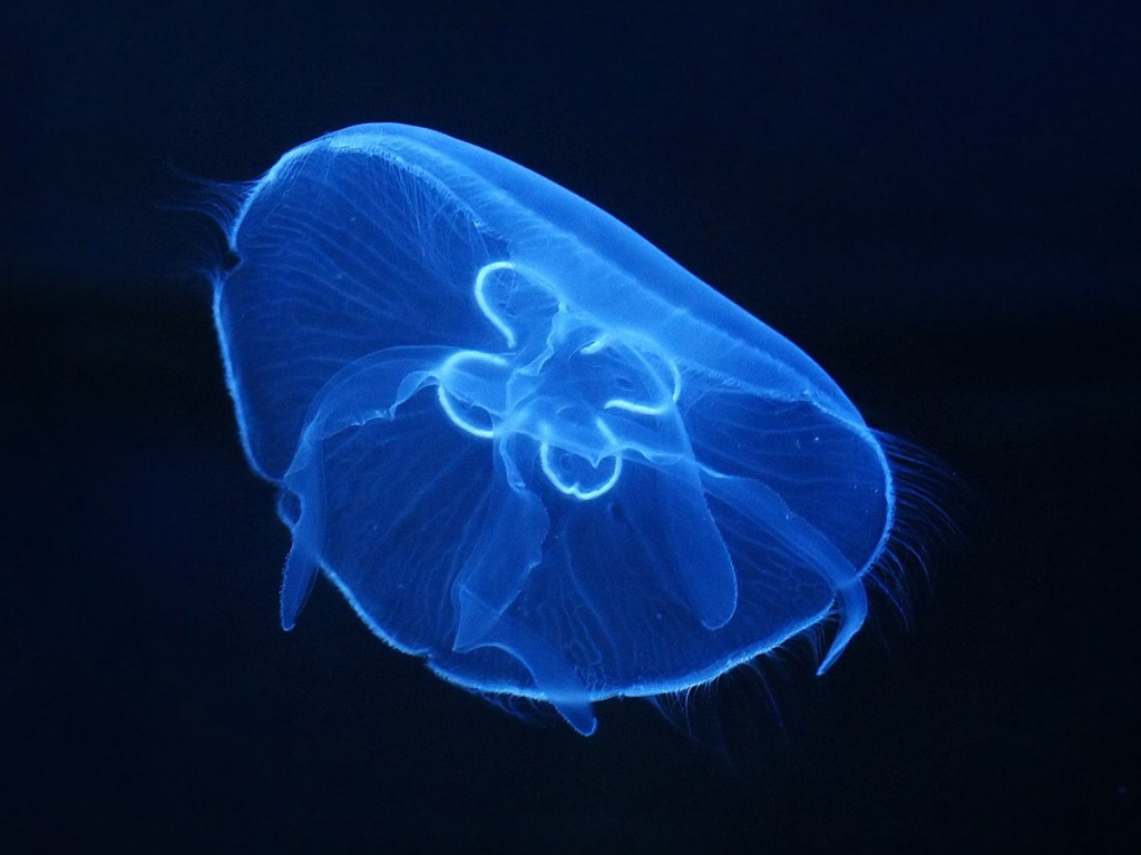 agua-viva medusa-da-lua