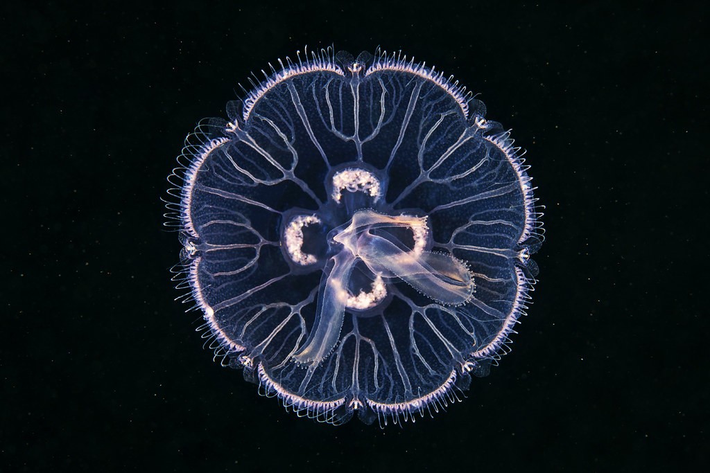 alimentacao da agua-viva medusa-da-lua