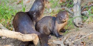 alimentacao da lontra-neotropical