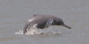 alimentacao dos golfinhos de ganges