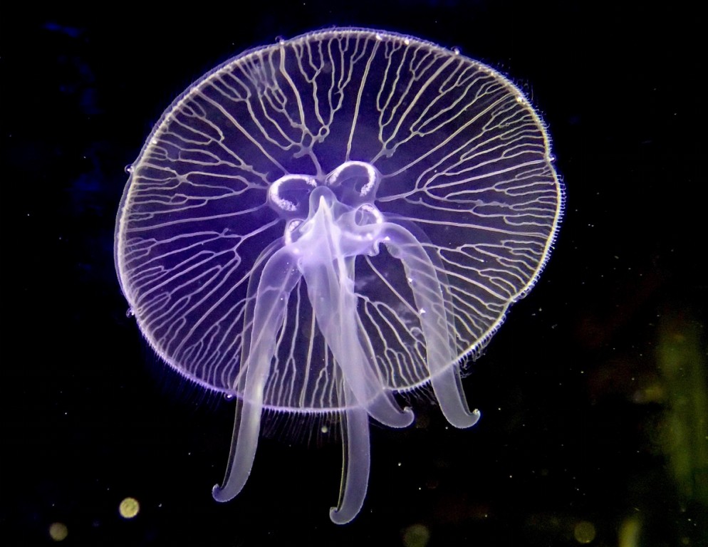 caracteristicas da agua-viva medusa-da-lua