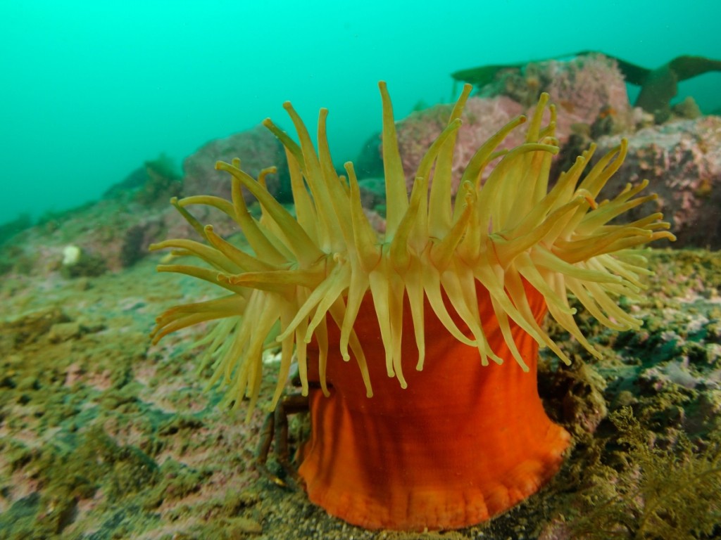 caracteristicas da anemona-do-mar