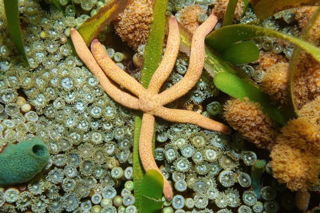 caracteristicas da estrela-do-mar-comum