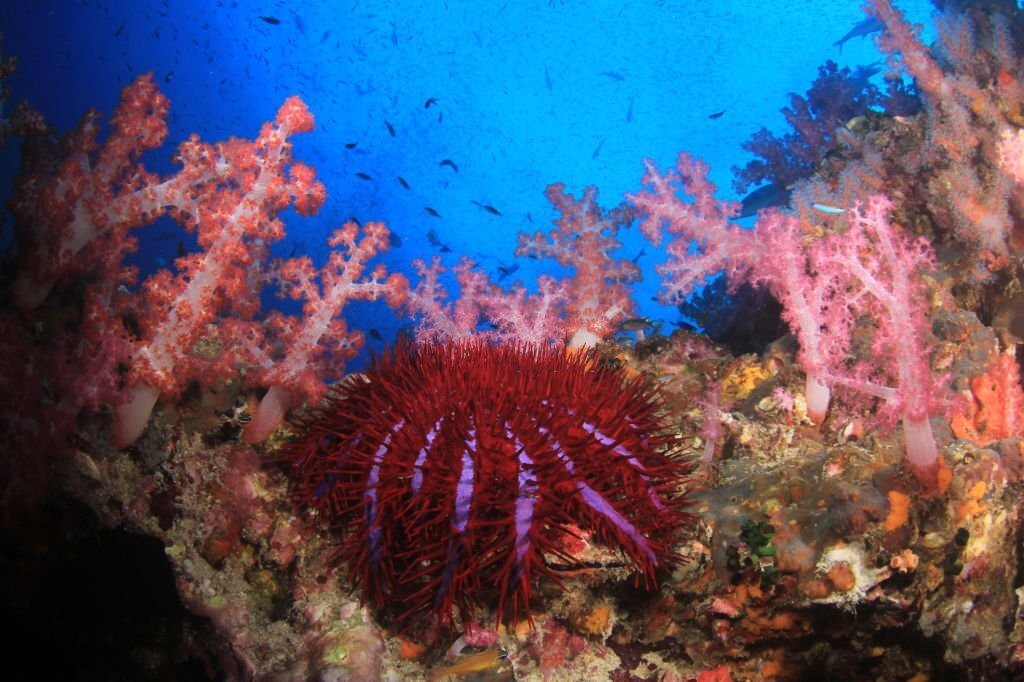 características da estrela-do-mar-coroa-de-espinhos
