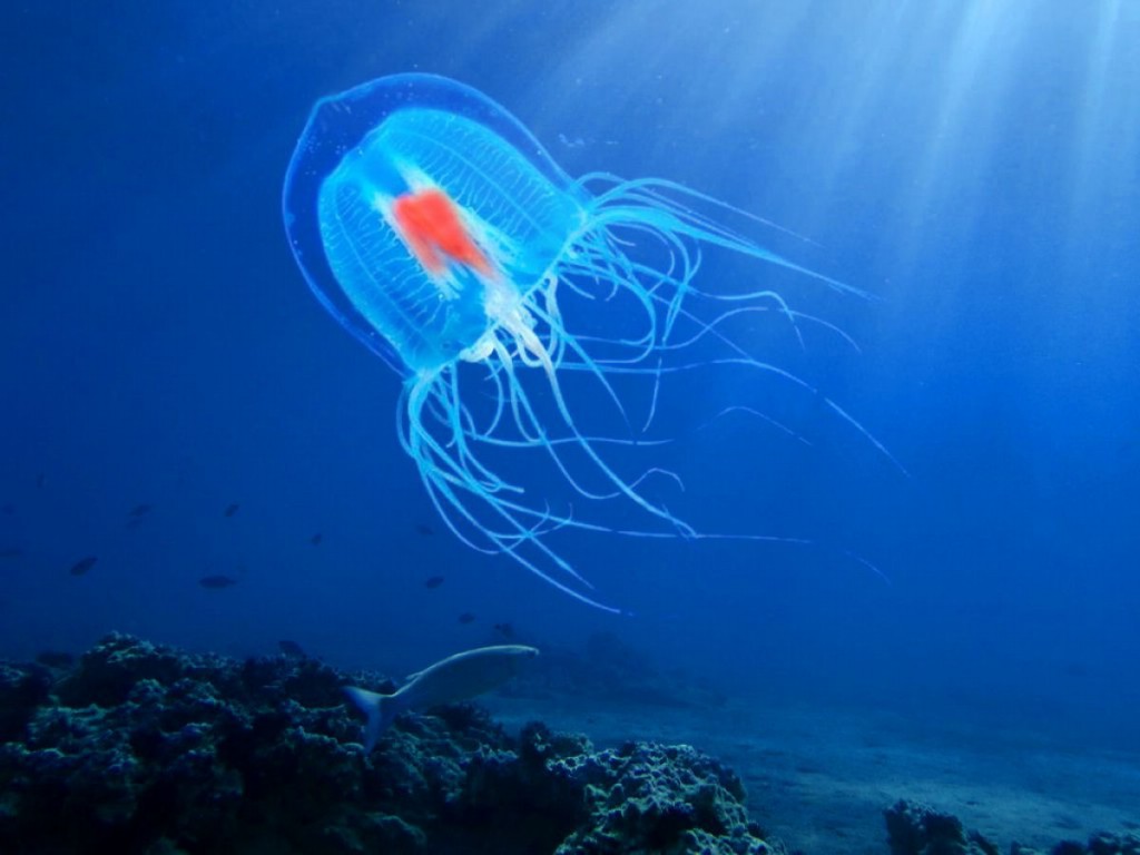 características da medusa imortal