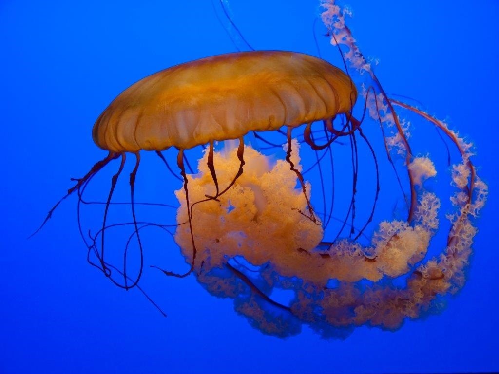 características da medusa