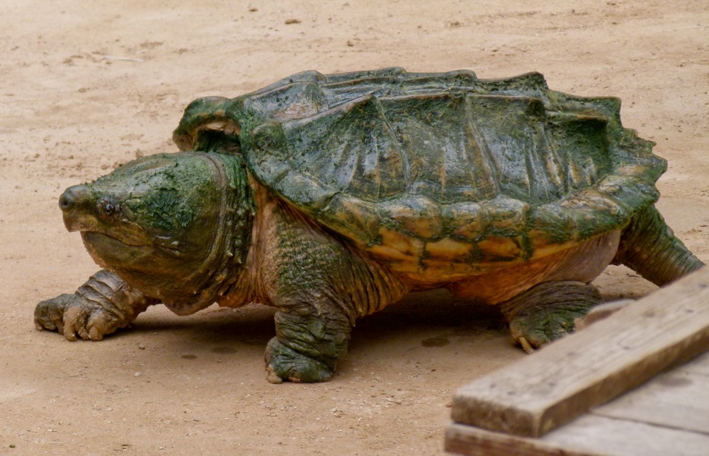 caracteristicas da tartaruga-aligator