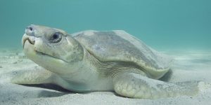 caracteristicas da tartaruga de casco achatado