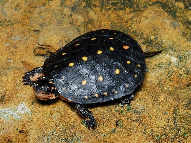 características da tartaruga pintalgada
