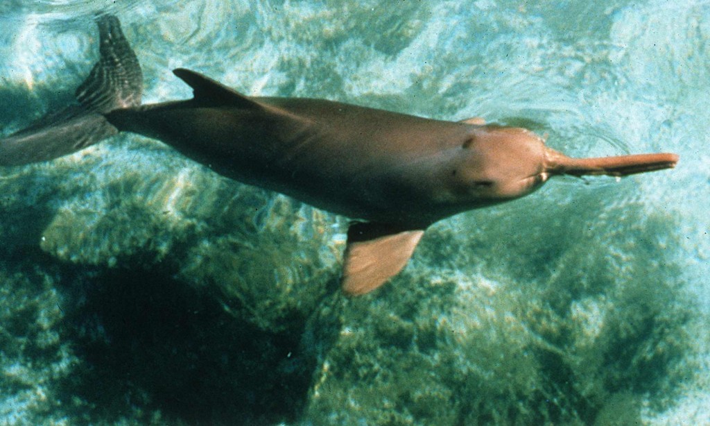 características do golfinho de La Plata
