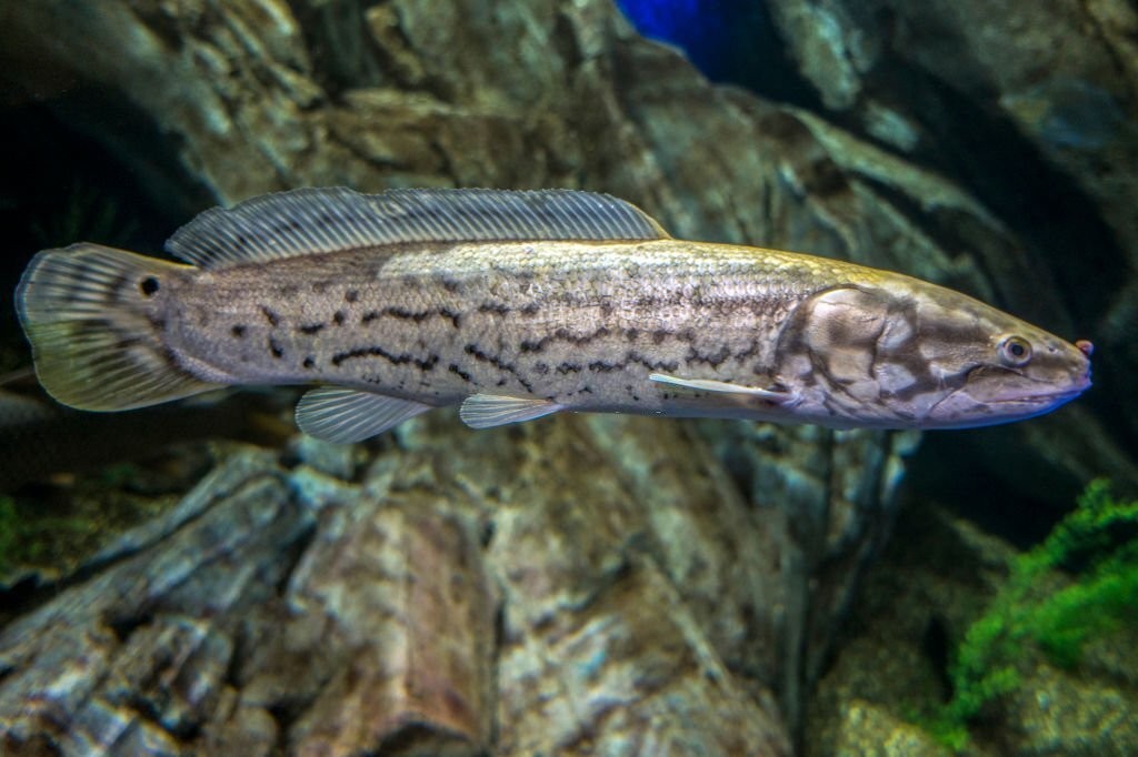 características do peixe amia