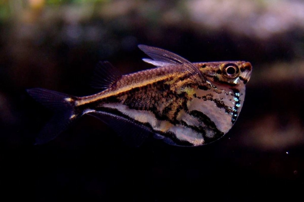 caracteristicas do peixe-borboleta de asas pretas