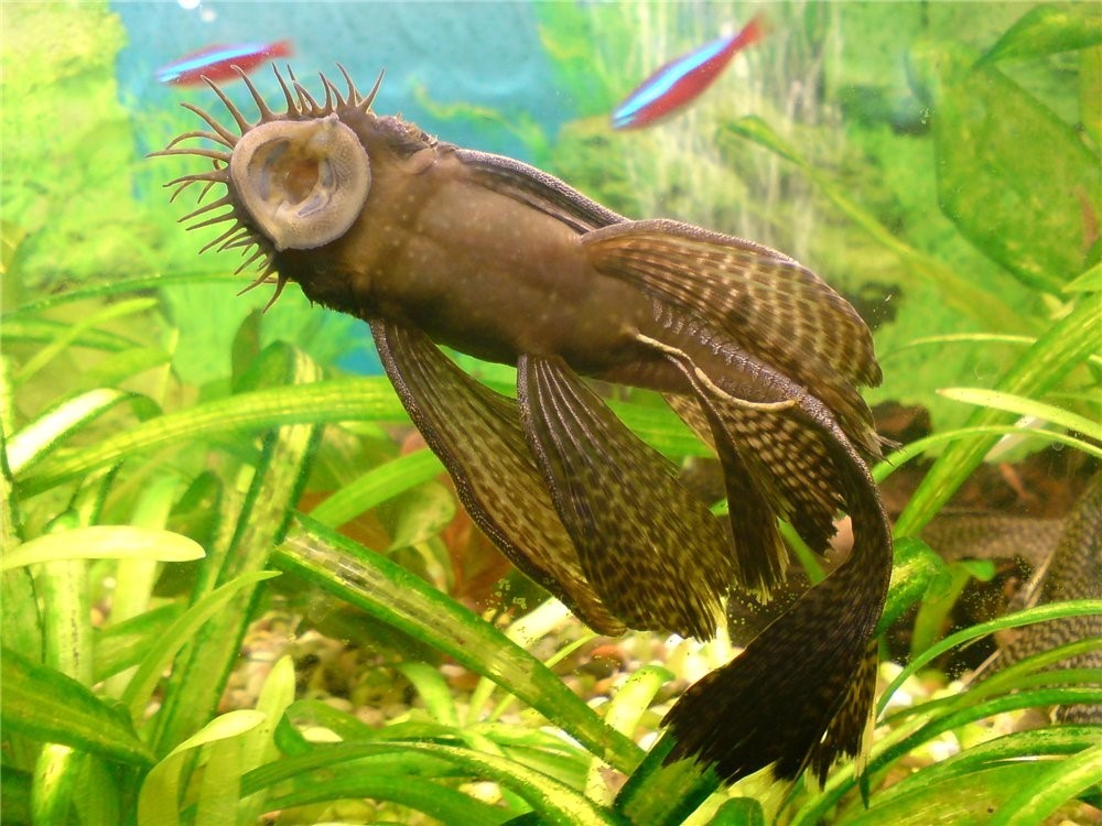 caracteristicas do peixe cascudo boda seda