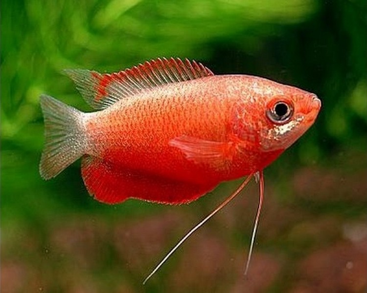 caracteristicas do peixe colisa vermelha