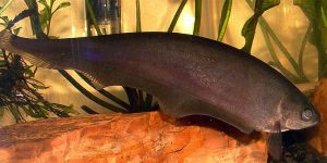características do peixe faca africano