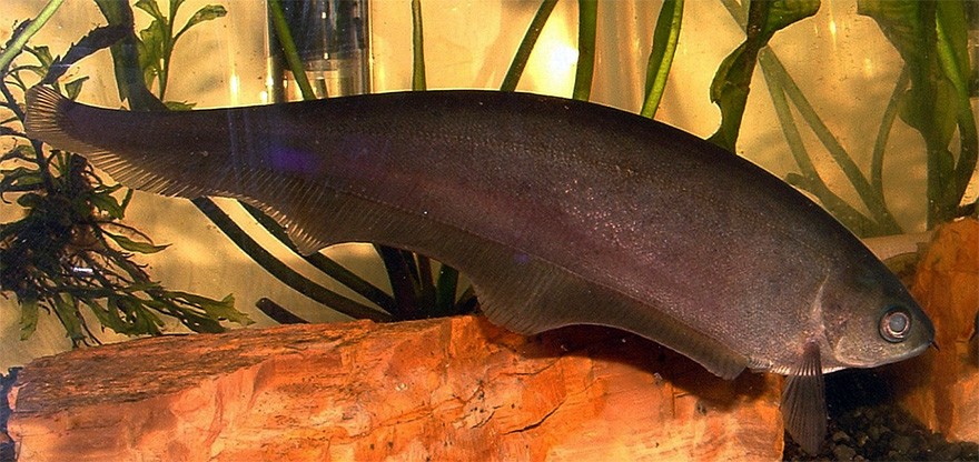 características do peixe faca africano