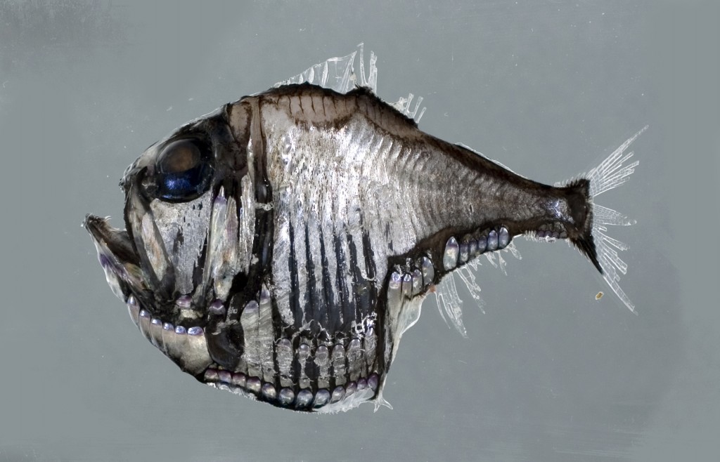 características do peixe-machadinha