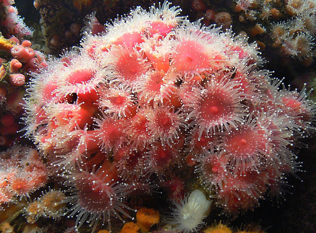 comportamento da anemona-do-mar