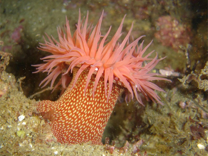 criacao da anemona-do-mar em aquario