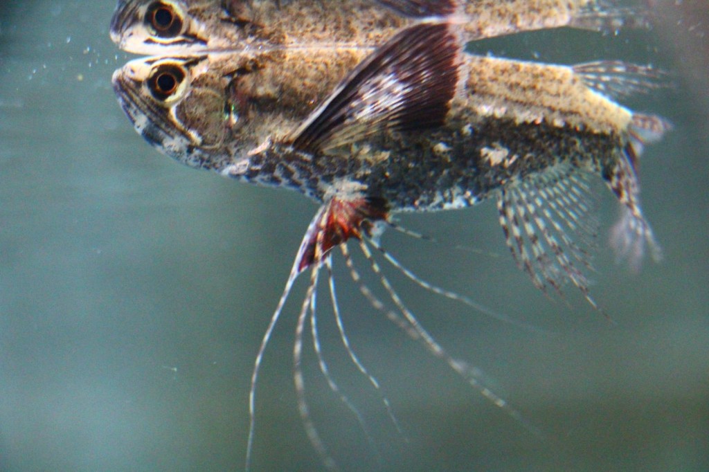 criacao do peixe borboleta africana