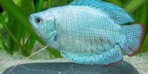 criacao do peixe colisa azul em aquario