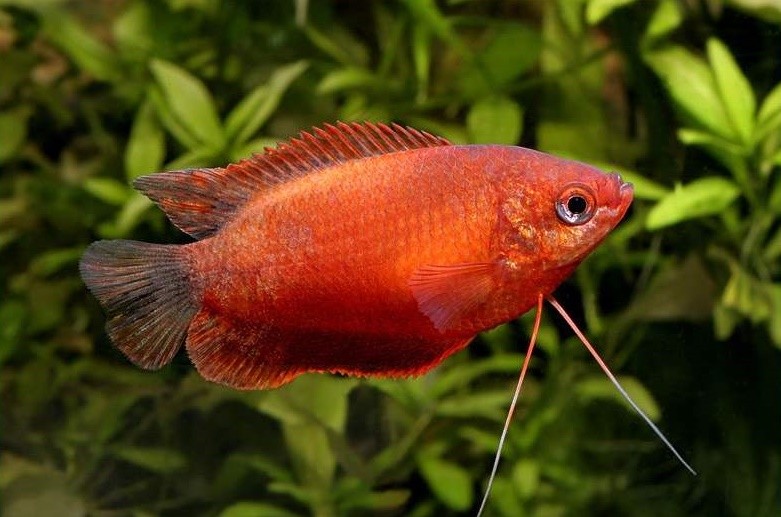 criacao do peixe colisa vermelha em aquario
