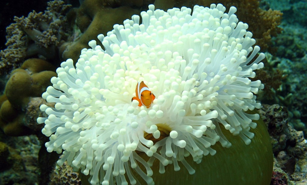 curiosidade sobre as anemonas do mar