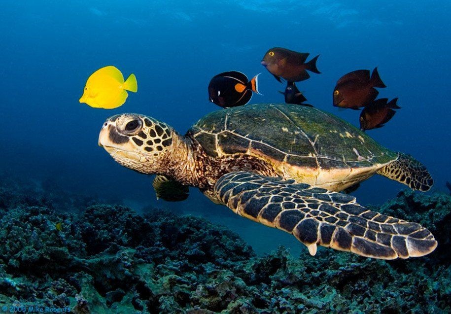 curiosidades sobre da tartaruga-comum