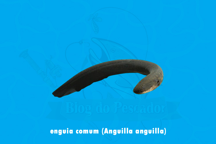 enguia comum (Anguilla anguilla)
