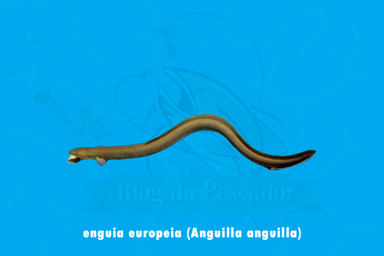 enguia europeia (Anguilla anguilla)