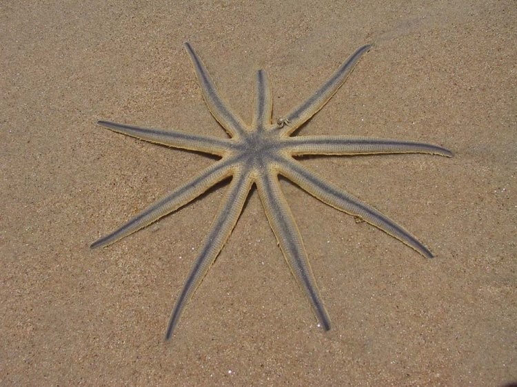 estrela do mar 9 pontas