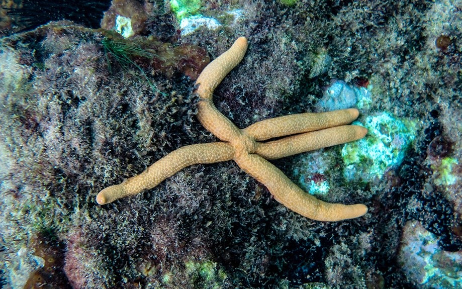 estrela-do-mar-comum