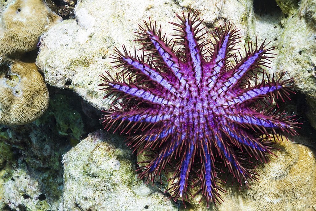 estrela-do-mar coroa-de-espinhos