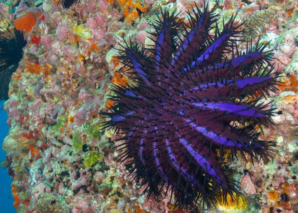 estrela-do-mar coroa-de-espinhos