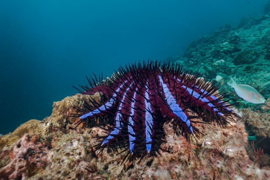estrela-do-mar-coroa-de-espinhos