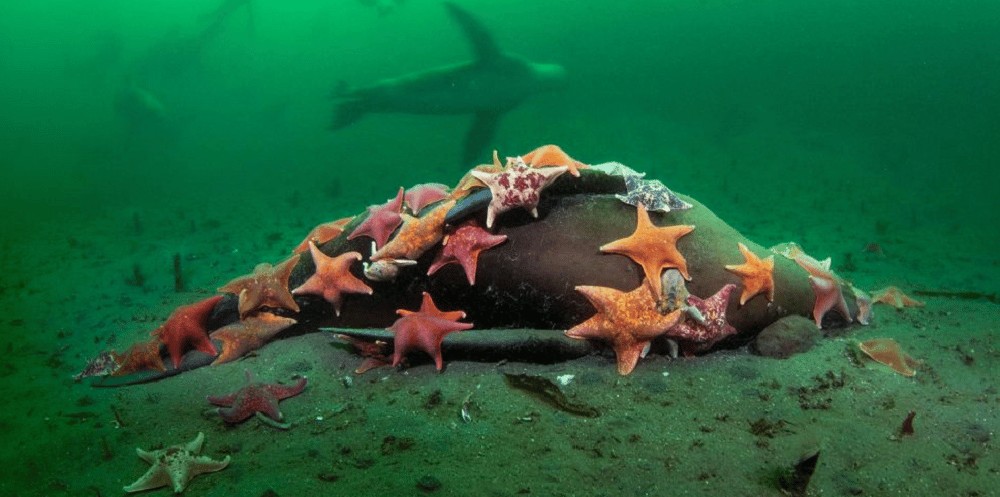 estrela do mar morcego