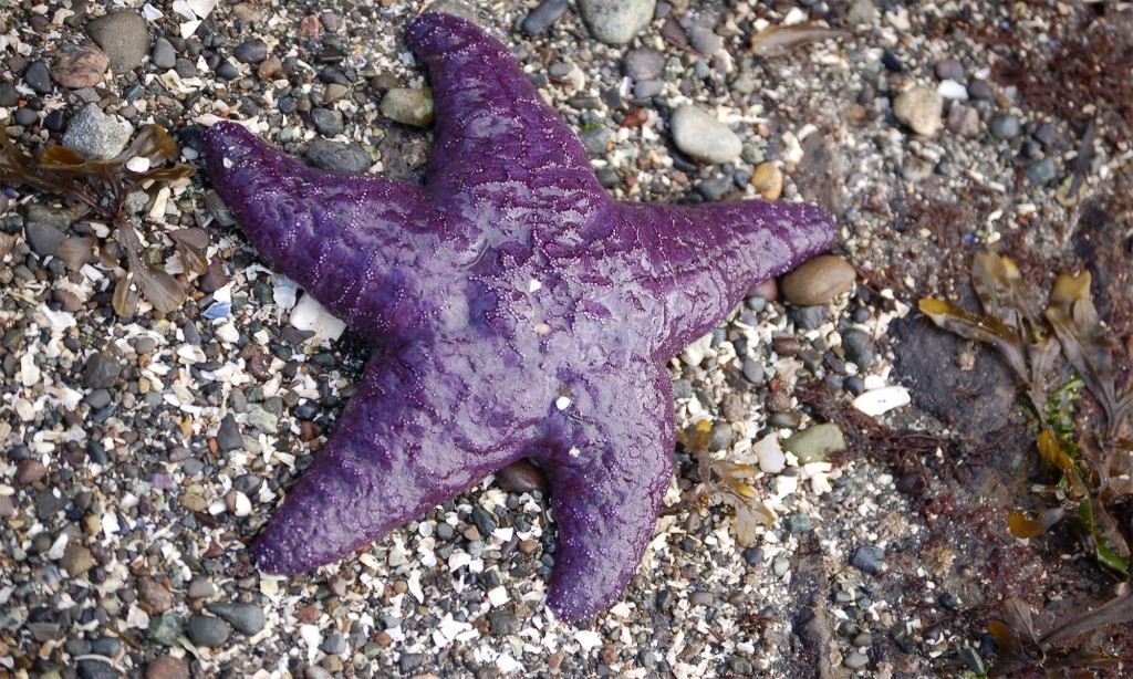 estrela-do-mar ocre