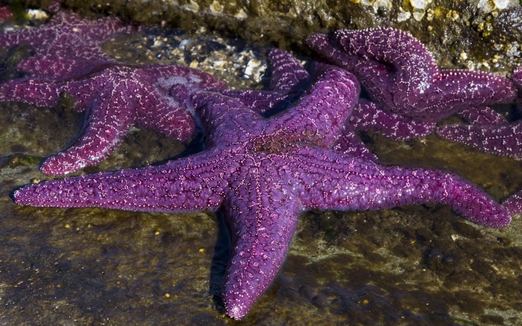 estrela-do-mar ocre