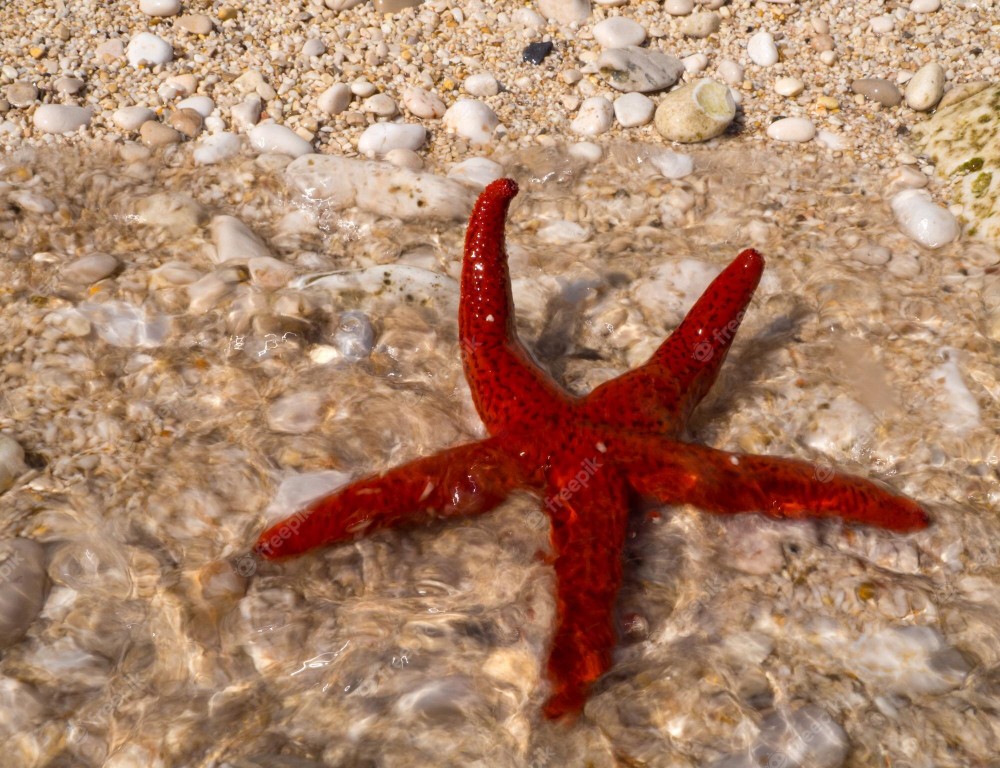 estrela-do-mar vermelha