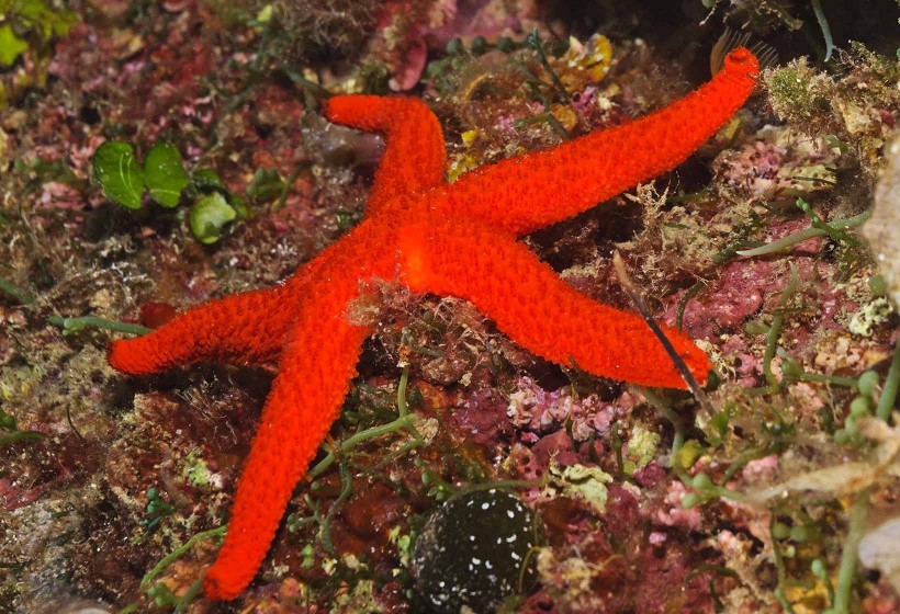 estrela-do-mar vermelha
